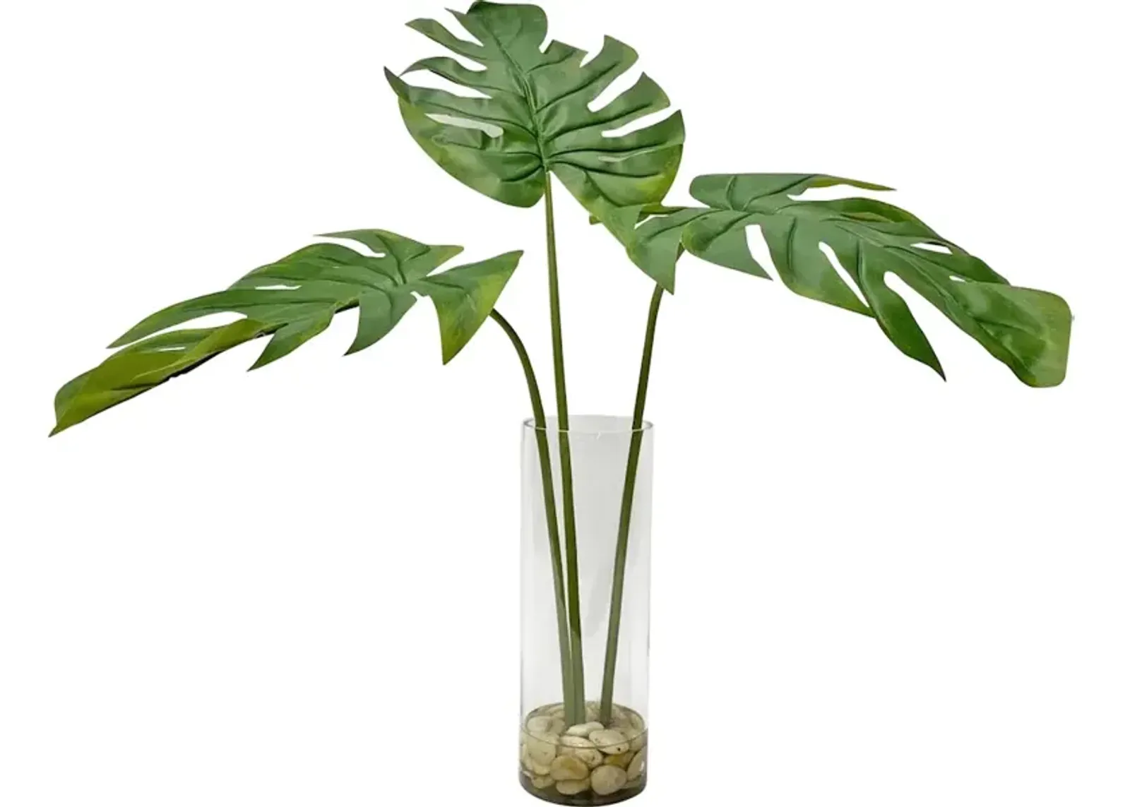 Ibero Split Leaf Palm