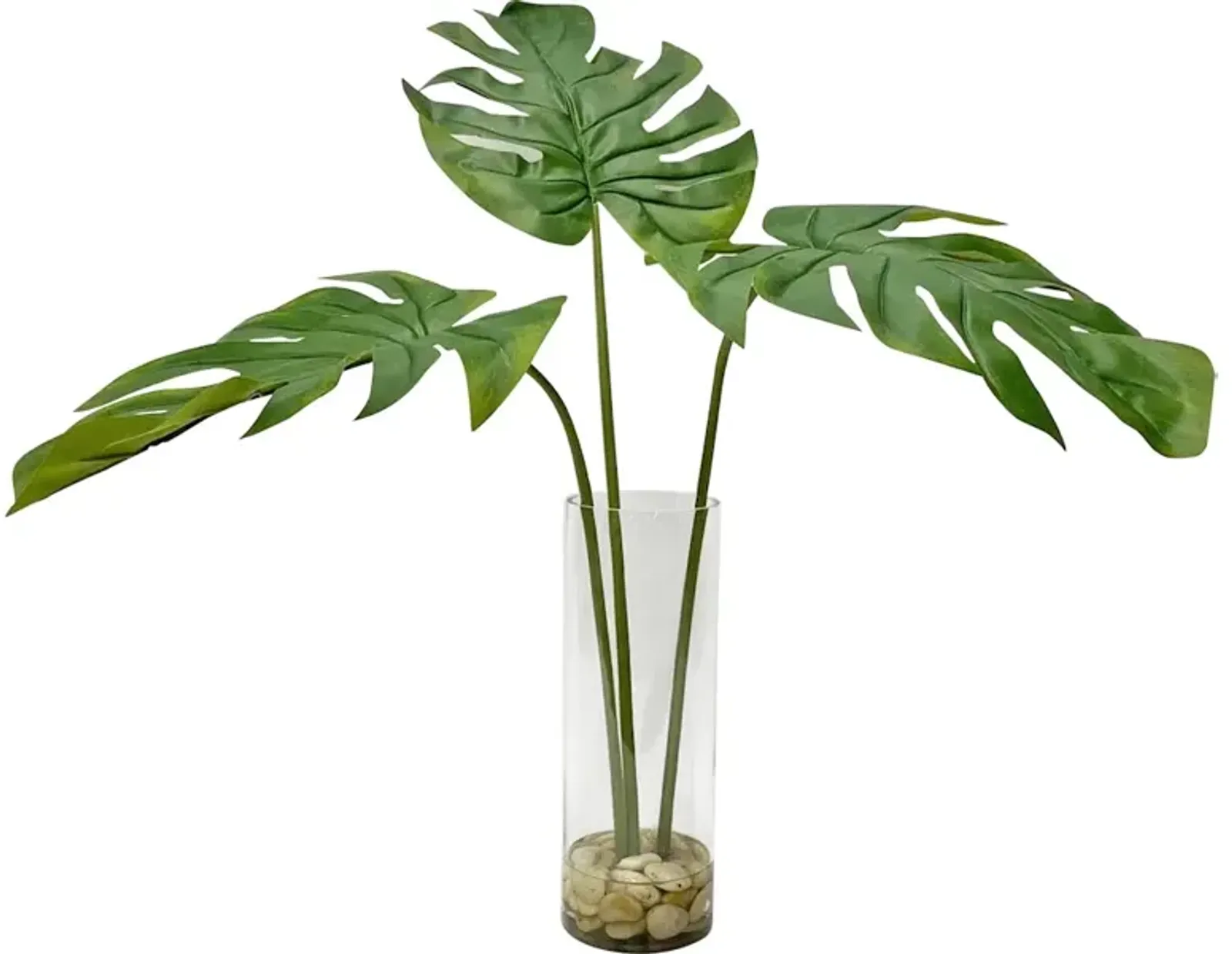 Ibero Split Leaf Palm