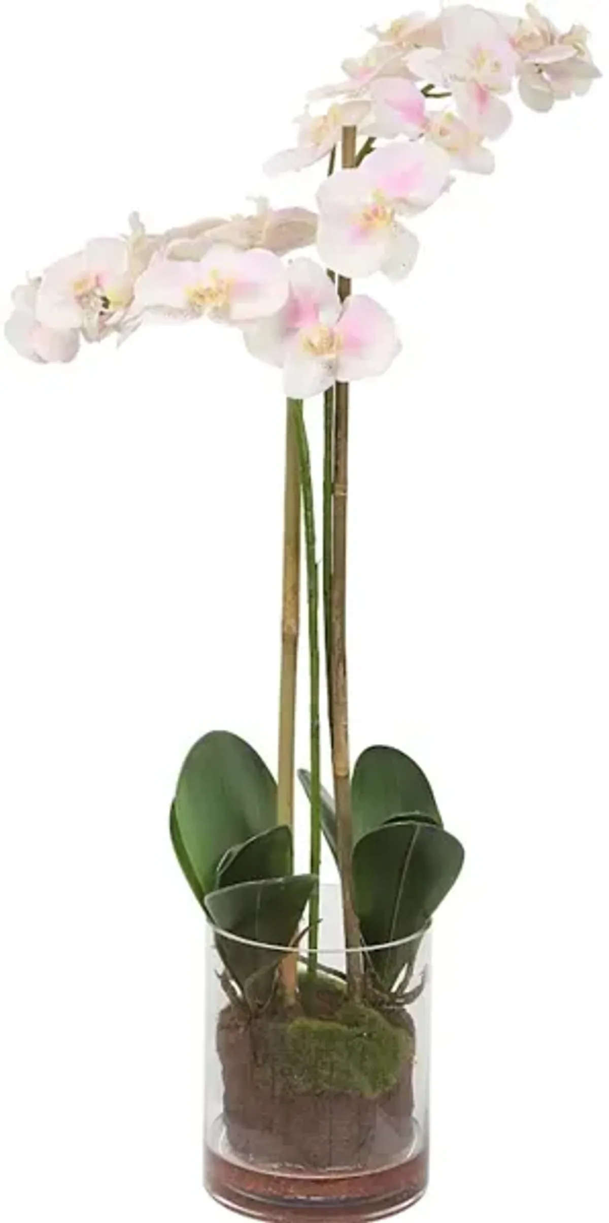 Blush Pink And White Orchid