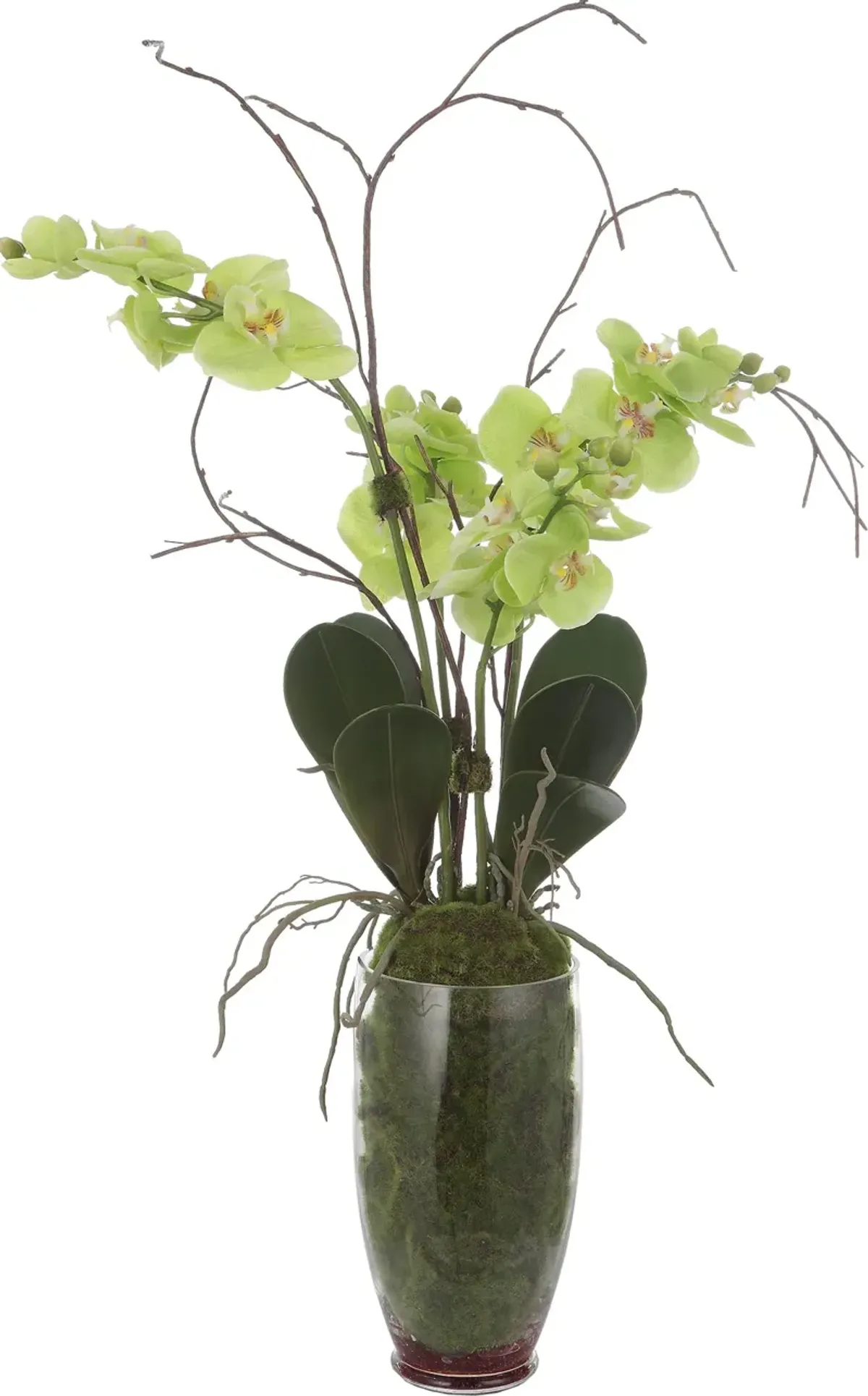 Valdive Orchid