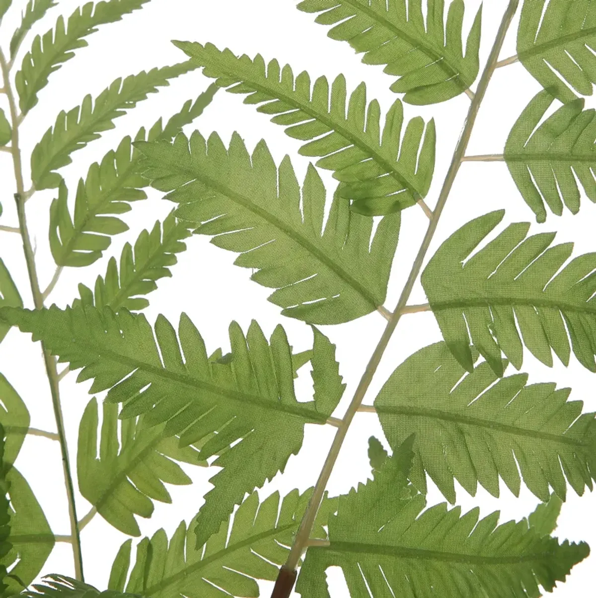 Country Ferns Set/2