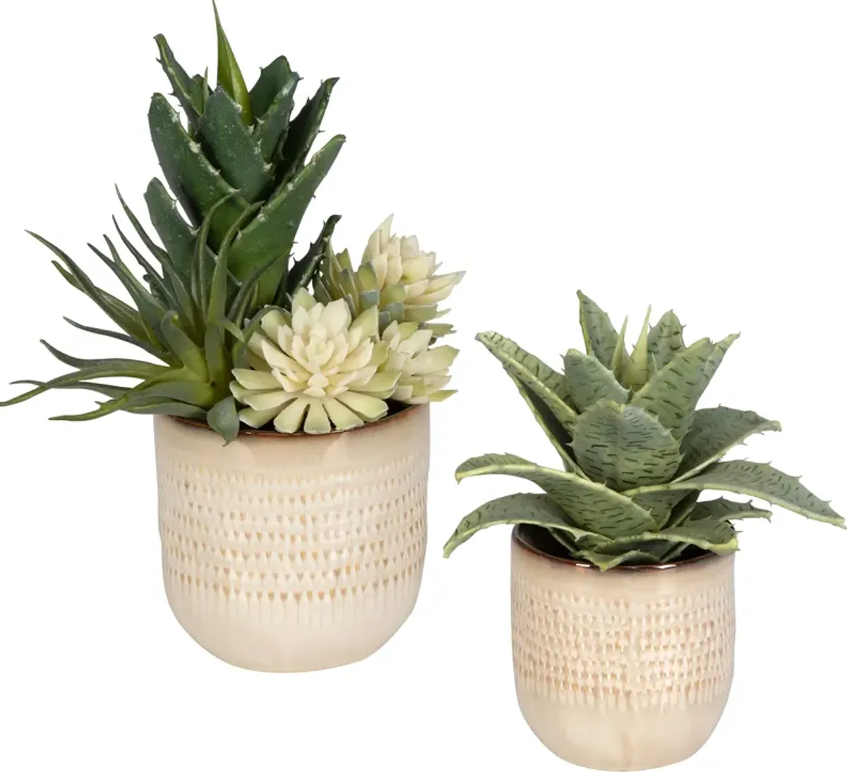 Seaside Succulents Set/2