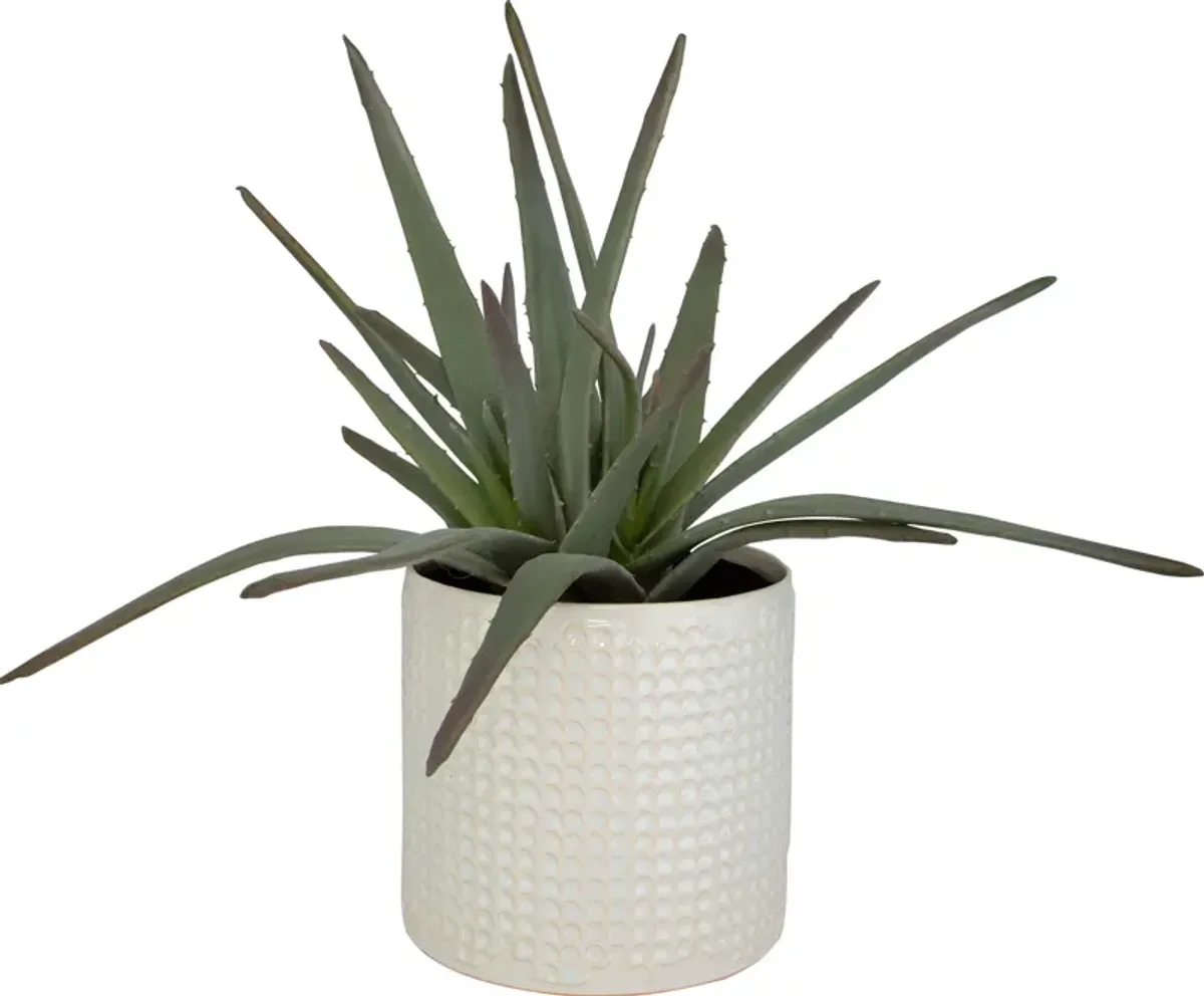 Taos Aloe Centerpiece