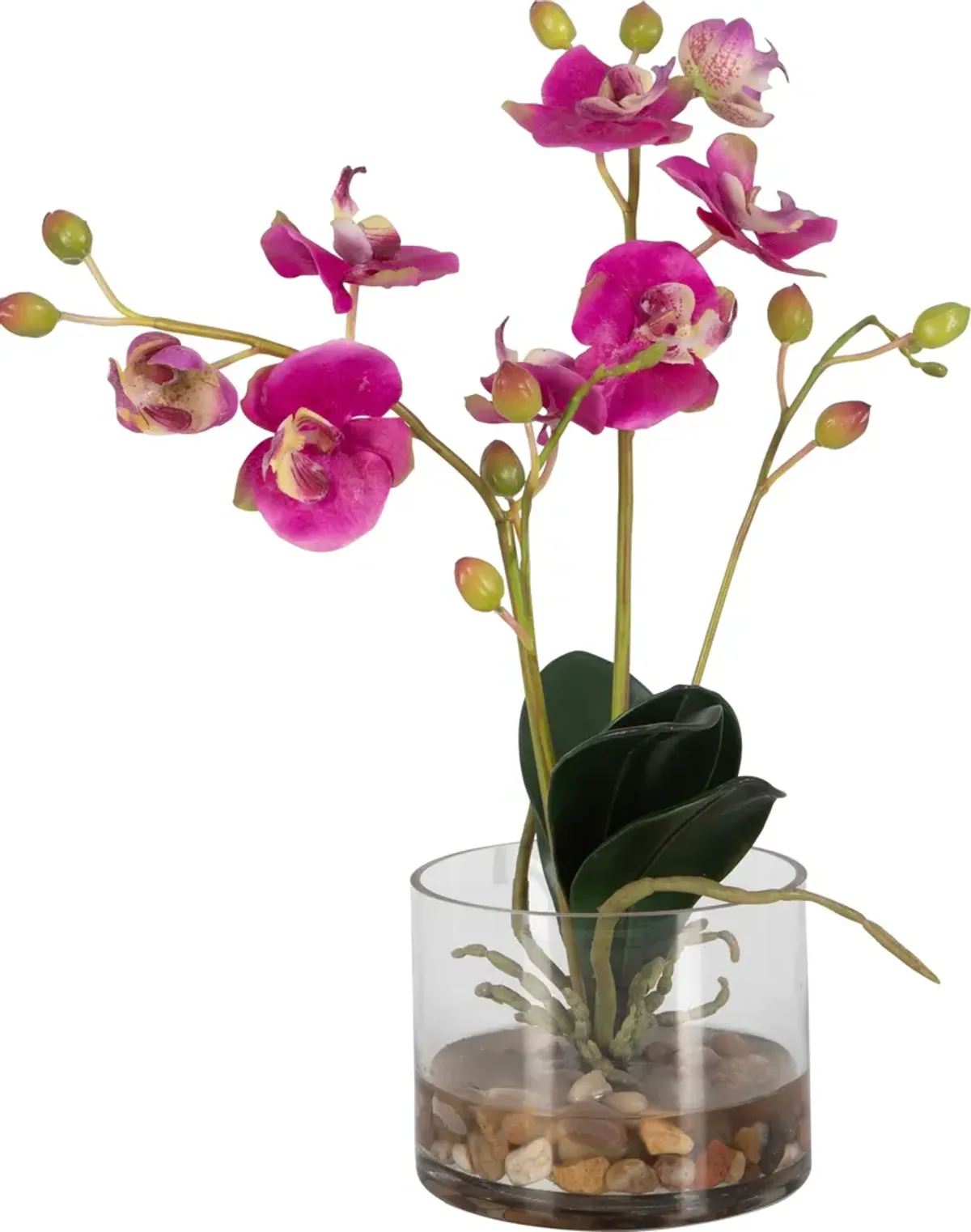 Glory Fuchsia Orchid