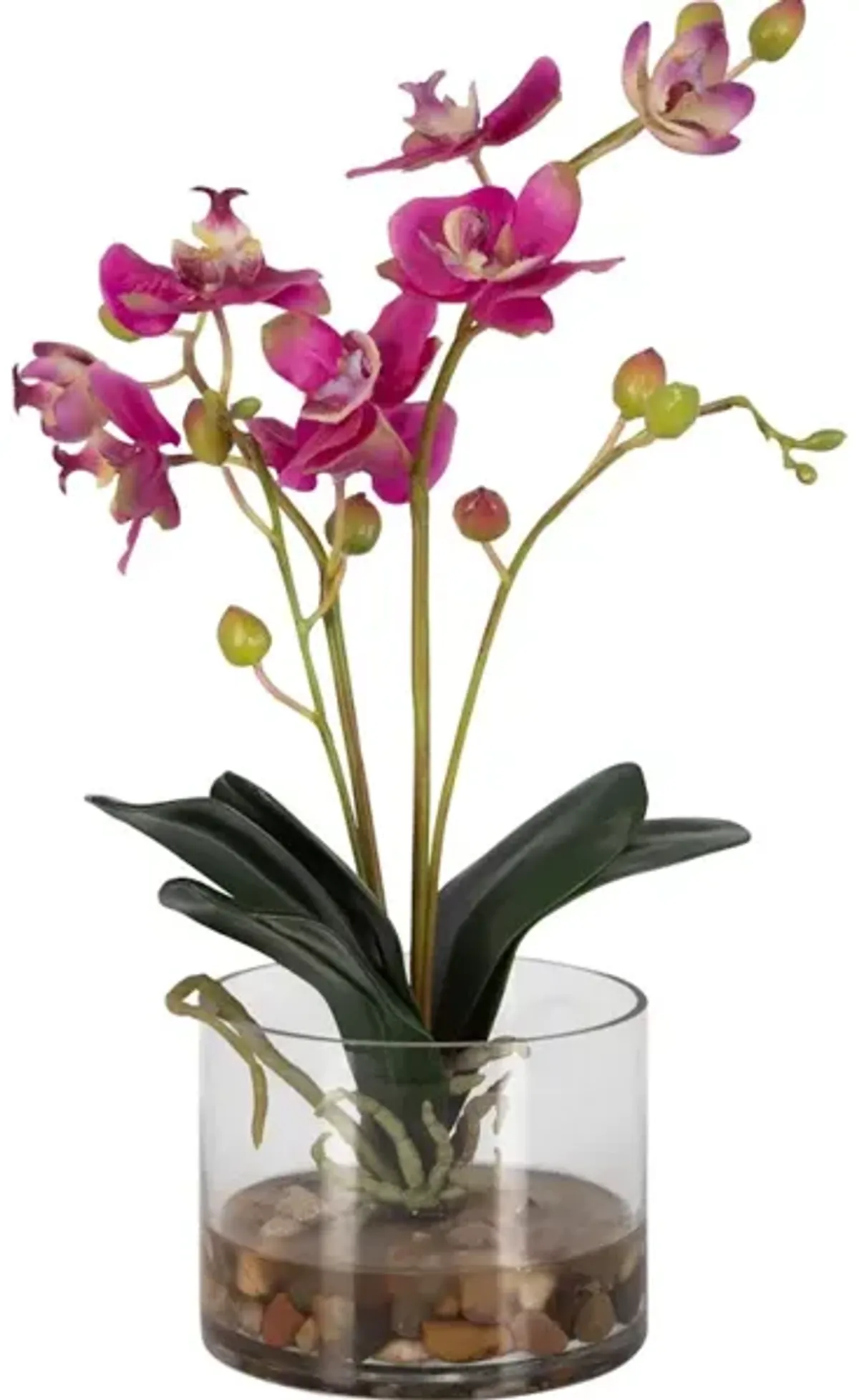 Glory Fuchsia Orchid