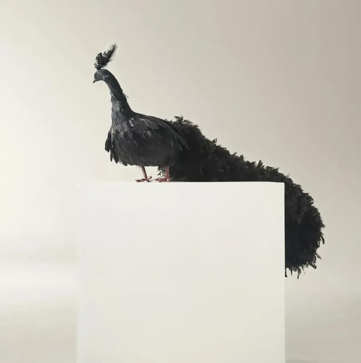 Black Fancy Peacock - 60"